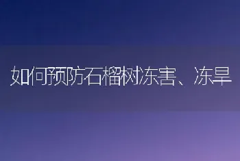 如何预防石榴树冻害、冻旱