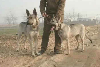 狗得狂犬病的症状有哪些