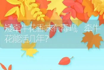 矮牵牛花香味有毒吗