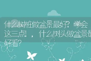 什么树桩做盆景最好?学会这三点!