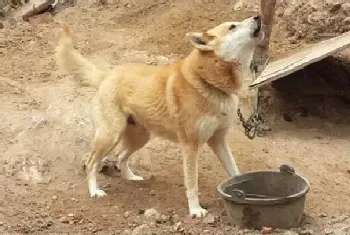 土狗的自然繁育方法