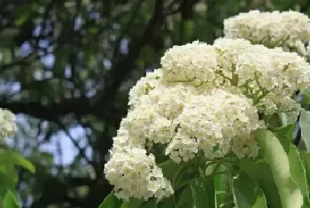 石楠花的味道像什么