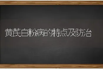 黄芪白粉病的特点及防治