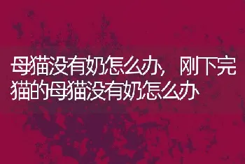 母猫没有奶怎么办,刚下完猫的母猫没有奶怎么办