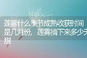 莲雾什么季节成熟收获时间是几月份