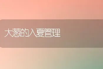 大葱的入夏管理