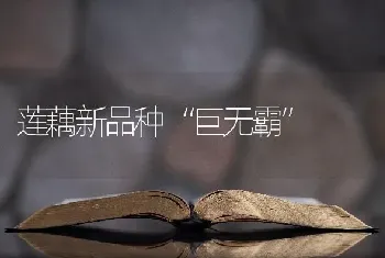 莲藕新品种“巨无霸”