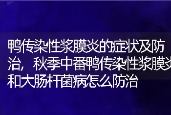 鸭传染性浆膜炎的症状及防治