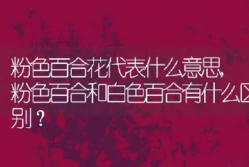 粉色百合花代表什么意思