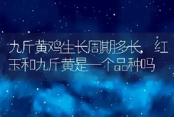 九斤黄鸡生长周期多长