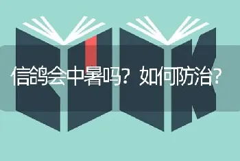 信鸽会中暑吗?如何防治?