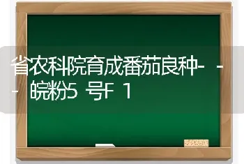 省农科院育成番茄良种---皖粉5号F1