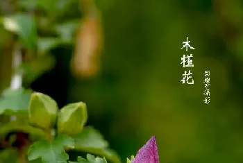 木槿花长什么样