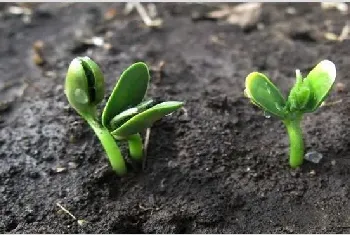 大豆苗期管理技巧