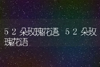 52朵玫瑰花语