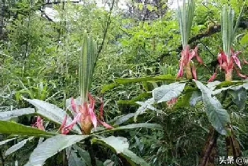 杜鹃花怎么繁殖方法