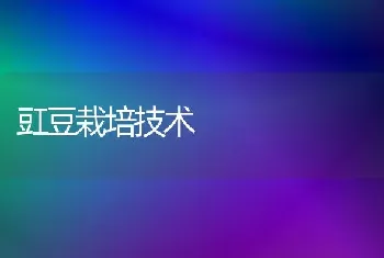 豇豆栽培技术