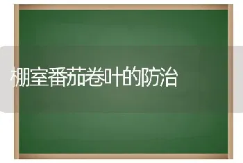 棚室番茄卷叶的防治