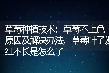 草莓种植技术:草莓不上色原因及解决办法