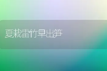 夏栽雷竹早出笋