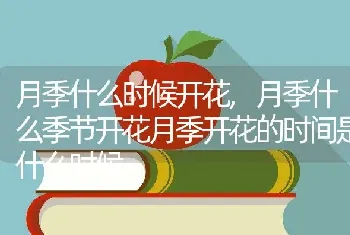 月季什么时候开花