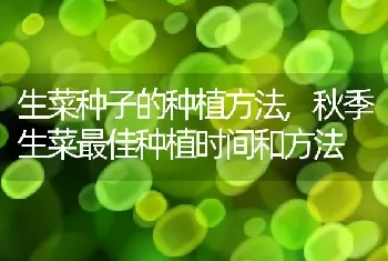 生菜种子的种植方法