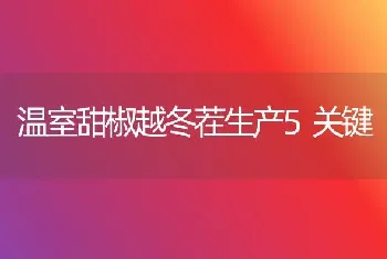 温室甜椒越冬茬生产5关键