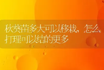 秋葵苗多大可以移栽,怎么打理可以结的更多