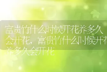 富贵竹什么时候开花养多久会开花