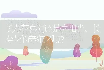 长寿花喜阴还是喜阳光