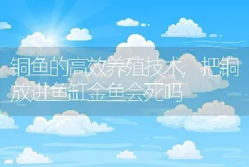 铜鱼的高效养殖技术