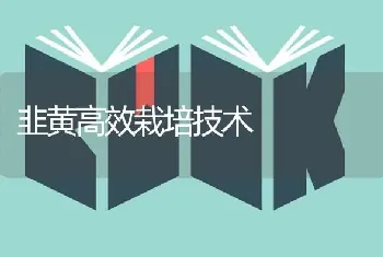 韭黄高效栽培技术