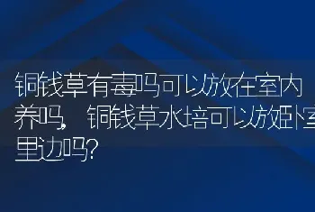 铜钱草有毒吗可以放在室内养吗