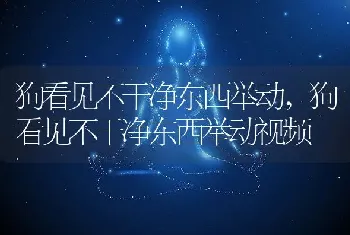 狗看见不干净东西举动,狗看见不干净东西举动视频