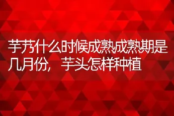 芋艿什么时候成熟成熟期是几月份