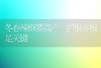 冬春辣椒要高产 护根养根是关键