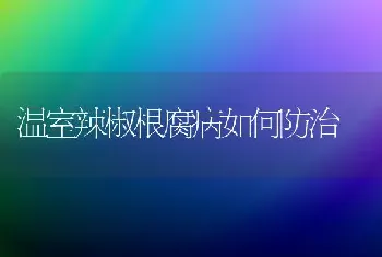 温室辣椒根腐病如何防治