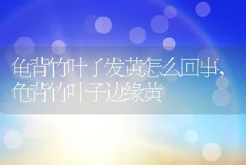 龟背竹叶子发黄怎么回事