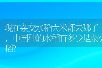 现在杂交水稻大米都去哪了