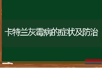 卡特兰灰霉病的症状及防治