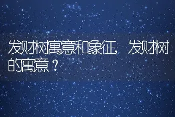 发财树寓意和象征