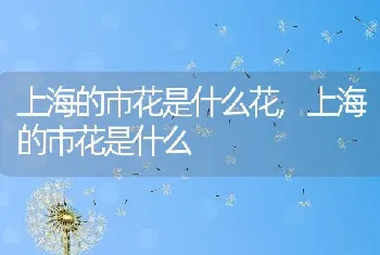 上海的市花是什么花