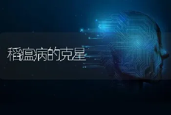 稻瘟病的克星