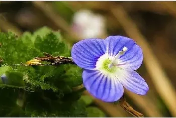 婆婆纳的种植方法