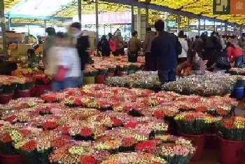 菊花批发市场在哪里