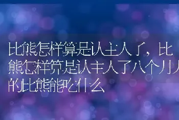 比熊怎样算是认主人了,比熊怎样算是认主人了八个月大的比熊能吃什么