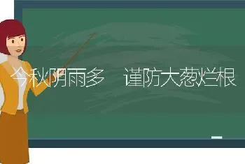 今秋阴雨多 谨防大葱烂根