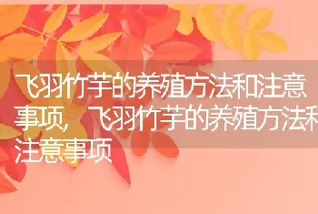 飞羽竹芋的养殖方法和注意事项