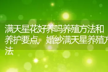 满天星花好养吗养殖方法和养护要点