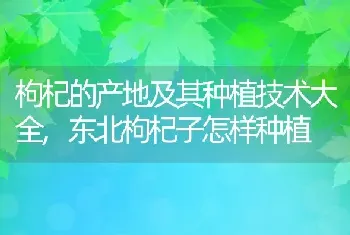 枸杞的产地及其种植技术大全